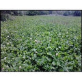 Ladino Clover Seed H64892