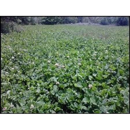 Ladino Clover Seed H64892