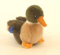 Mallard Duck Plush B4103