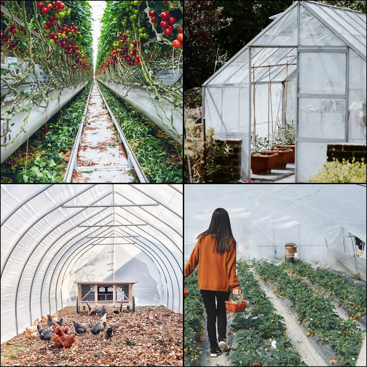 12x28 ft 6 Mil Polyethylene Greenhouse Film E44222